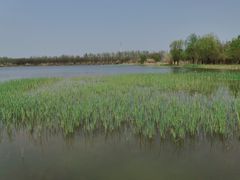 -溱湖国家湿地公园