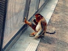 -石家庄市动物园