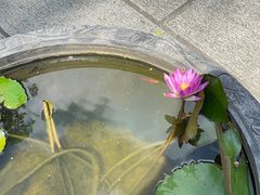 -深圳仙湖植物园