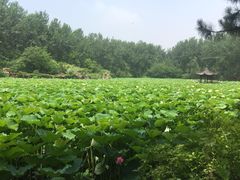 -合肥滨湖国家森林公园