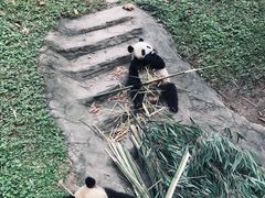 -都江堰中华大熊猫苑