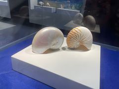 -贝壳王国博物馆