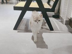 -琪喵猫屋·撸猫猫咖·猫舍