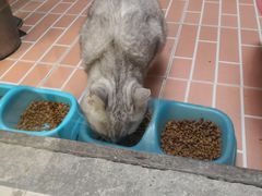 -猫咪博物馆(顶澳仔猫街店)