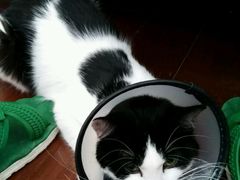 -爱侣宠医·鹦鹉专科·小型哺乳类·异宠专科(灵石路店)