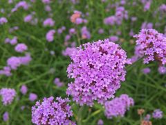 -朝阳公园游乐园