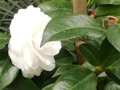 -金花茶公园