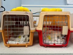 -纳吉亚猫专科动物诊疗中心(蒋宅口分院)