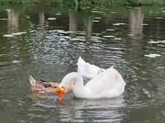 -金银湖国家城市湿地公园
