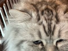 -纳吉亚猫专科动物诊疗中心(蒋宅口分院)