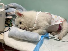 -纳吉亚猫专科动物医院博雅分院