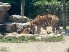 -上海野生动物园老虎餐厅