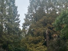 -上海滨江森林公园