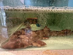 -至尊鲨鱼·原烹海鲜·新浙菜(拱宸桥店)