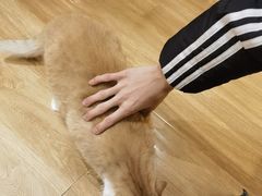-滚猫咖啡·猫咖·猫友好撸猫(未来城店)