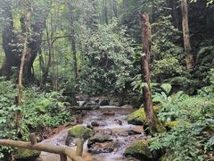 -莫里热带雨林景区