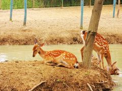 -泗洪洪泽湖湿地景区