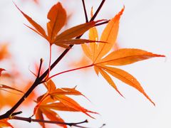 -花开海上生态园
