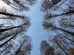 -上海共青森林公园