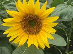 -松山湖梦幻百花洲