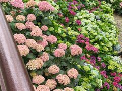 -广西壮族自治区药用植物园