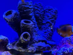 -上海海洋水族馆