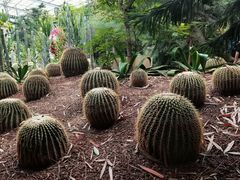-呀路古热带植物园