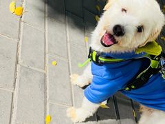 -爱侣宠医·鹦鹉专科·小型哺乳类·异宠专科(灵石路店)