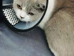 -爱侣宠医·鹦鹉专科·小型哺乳类·异宠专科(灵石路店)