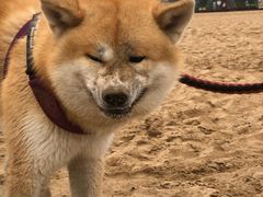 -金梦海湾浴场