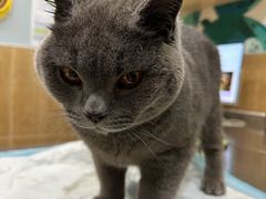 -瑞派名望24h动物医院异宠专科·猫专科·骨科·重症监护分院
