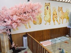 -豆柴町-柴犬主题狗咖(红鼎国际C座店)