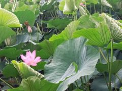 -长春市南湖公园