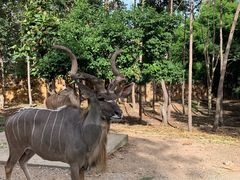 -清迈夜间动物园