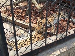 -大连森林动物园