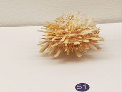 -青岛贝壳博物馆