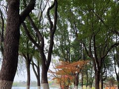 -昆山城市生态森林公园