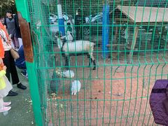 -大鹅岛绿色生态美食园
