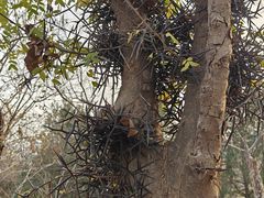 -阳台山自然风景区