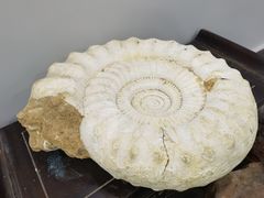-游龙石文化科普馆