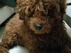 -米苏动物医院·犬猫专科·骨科外科内窥镜