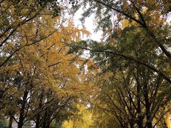 -三里屯东五街银杏大道