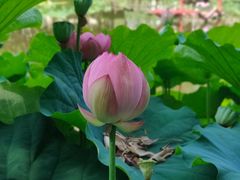 -陈家山荷花公园