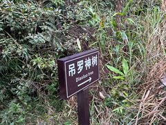 -海南热带雨林国家公园吊罗山景区