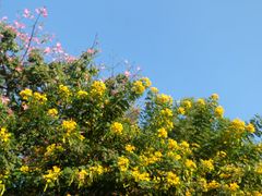 -溪岸路花鸟市场