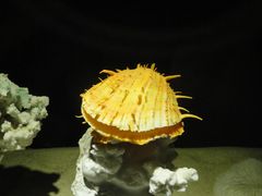 -亚龙湾中心广场·贝壳馆