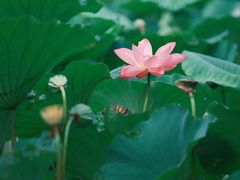 -荷塘月色湿地公园·向阳花洲