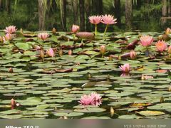 -白鹭湾湿地公园