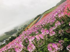 -富田农场