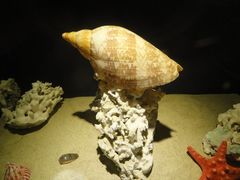 -亚龙湾中心广场·贝壳馆